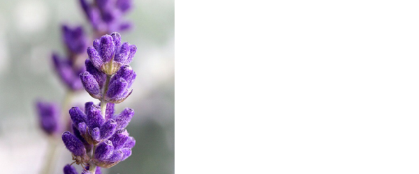 Lavender essential oil for hypothyroidism stress relief