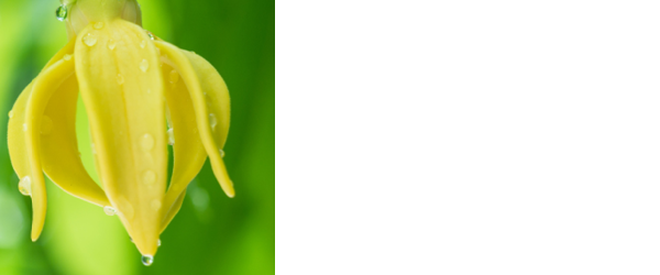 ylang essential oil for hypothyroidism stress relief